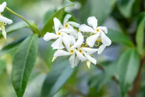 Trachelospermum jasminoides - 100-125 CM C2.5 - image 4