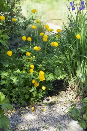 Trollius europaeus - P9 - image 1