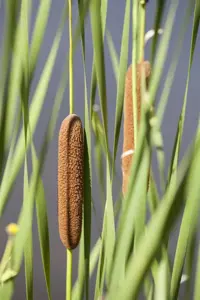 Typha latifolia - P9 - image 2