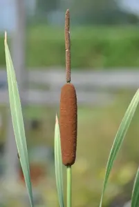 Typha latifolia 'Variegata' - P9