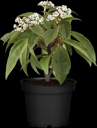 Viburnum davidii - 40-50 CM C10 - image 5