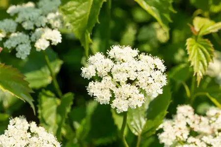 Viburnum dentatum 'Blue Muffin' - 40-50 CM C3.5 - image 5