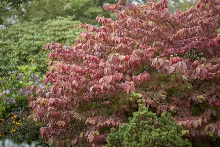 VIBURNUM PL. MARIESII GREAT STAR 4.5L - image 1