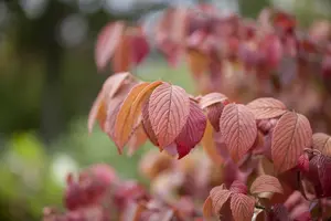 VIBURNUM PL. MARIESII GREAT STAR 4.5L - image 2