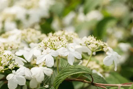 Viburnum plic. 'Kilimandjaro' - 30-40 CM C3 - image 2