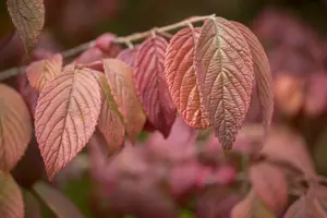 Viburnum plic. 'Mariesii' - 60-80 CM C12 - image 4