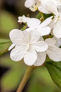 Viburnum plic. 'Summer Snowflake' - 100-125 CM C15 - image 5