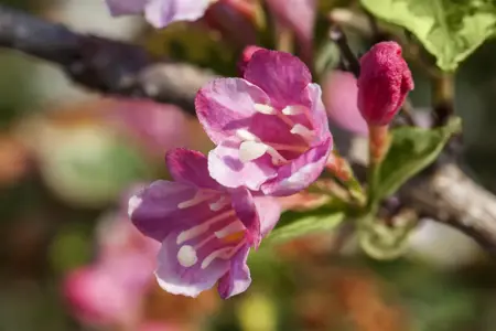 Weigela florida 'Variegata' - 40-50 CM C3