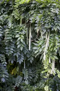 Wisteria sinensis 'Jako' - 80-100 CM C2 CANED - image 5