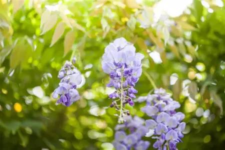 Wisteria sinensis 'Jako' - 80-100 CM C2 CANED - image 4